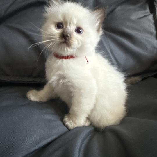 chaton Ragdoll rouge Les Ragdolls de la Croisette chocolate point