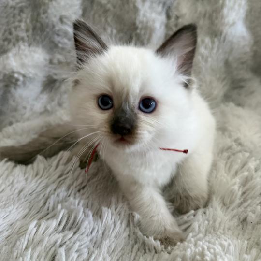 chaton Ragdoll chocolate point rouge Les Ragdolls de la Croisette chocolate point