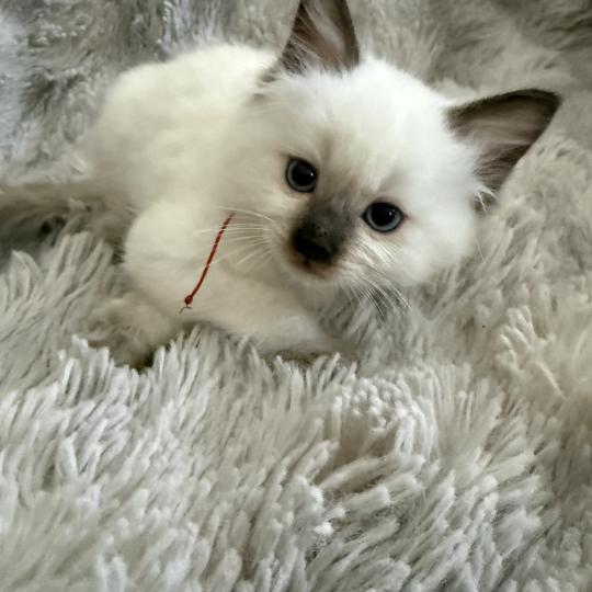 chaton Ragdoll chocolate point rouge Les Ragdolls de la Croisette chocolate point