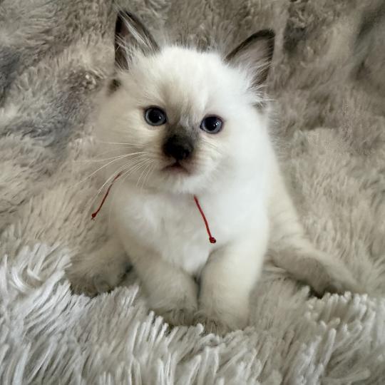 chaton Ragdoll chocolate point rouge Les Ragdolls de la Croisette chocolate point