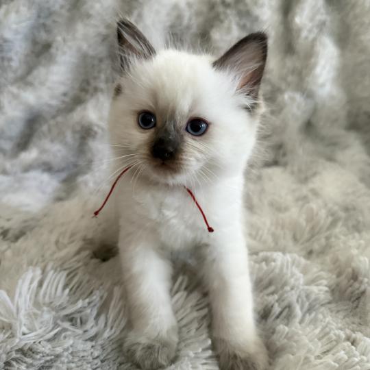 chaton Ragdoll chocolate point rouge Les Ragdolls de la Croisette chocolate point