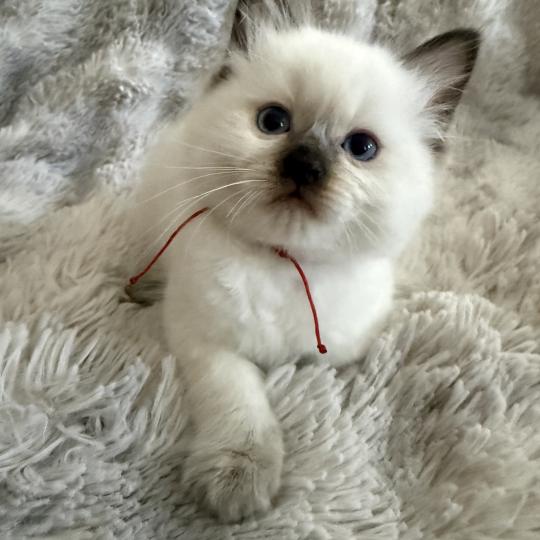 chaton Ragdoll chocolate point rouge Les Ragdolls de la Croisette chocolate point