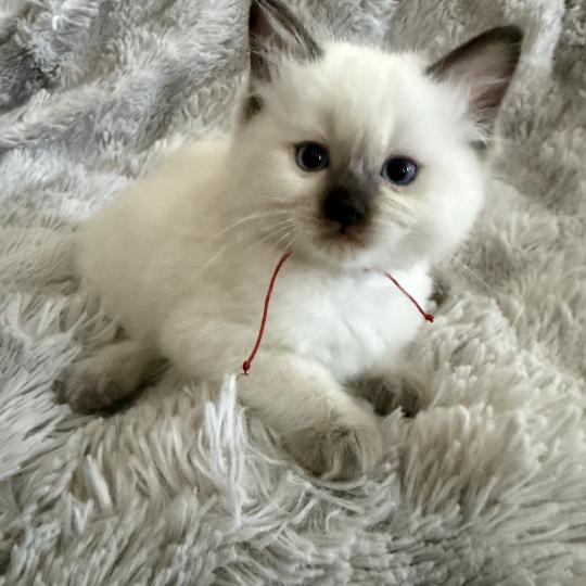 chaton Ragdoll chocolate point rouge Les Ragdolls de la Croisette chocolate point