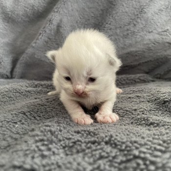 rouge De La Croisette Femelle Ragdoll