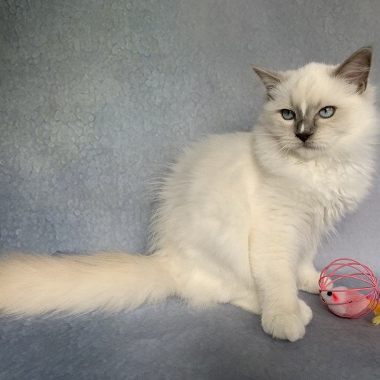 chaton Ragdoll lilac Rustine De La Croisette Les Ragdolls de la Croisette lilac point mitted