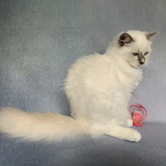 chaton Ragdoll lilac Rustine De La Croisette Les Ragdolls de la Croisette lilac point mitted