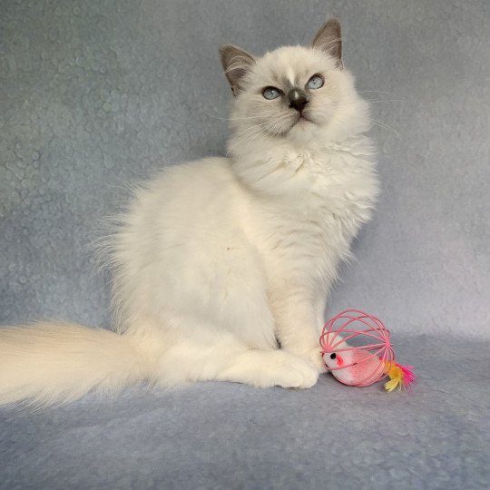 chaton Ragdoll lilac Rustine De La Croisette Les Ragdolls de la Croisette lilac point mitted