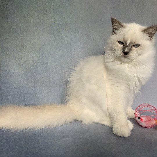 chaton Ragdoll lilac Rustine De La Croisette Les Ragdolls de la Croisette lilac point mitted