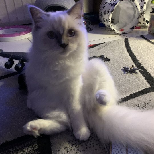 chaton Ragdoll lilac Rustine De La Croisette Les Ragdolls de la Croisette lilac point mitted