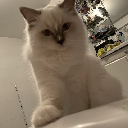 chaton Ragdoll lilac Rustine De La Croisette Les Ragdolls de la Croisette lilac point mitted