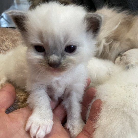chaton Ragdoll seal point mitted vert Les Ragdolls de la Croisette seal point mitted