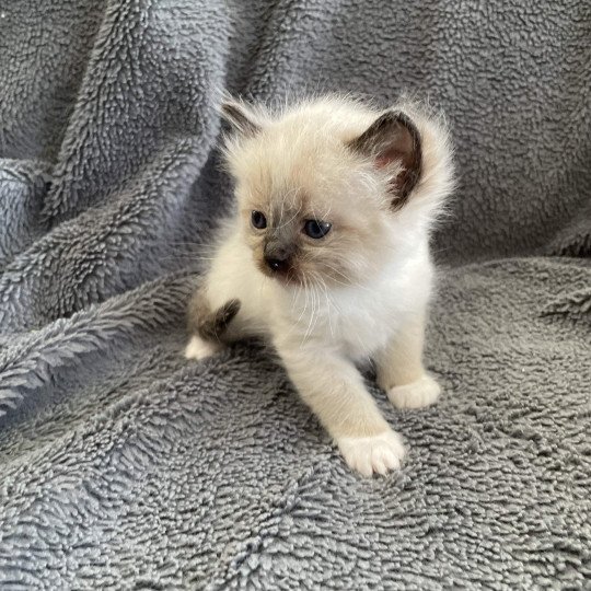 chaton Ragdoll seal point mitted vert Les Ragdolls de la Croisette seal point mitted