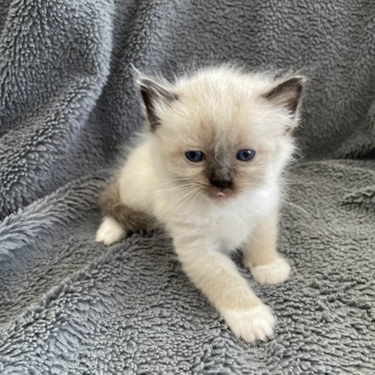 chaton Ragdoll seal point mitted vert Les Ragdolls de la Croisette seal point mitted