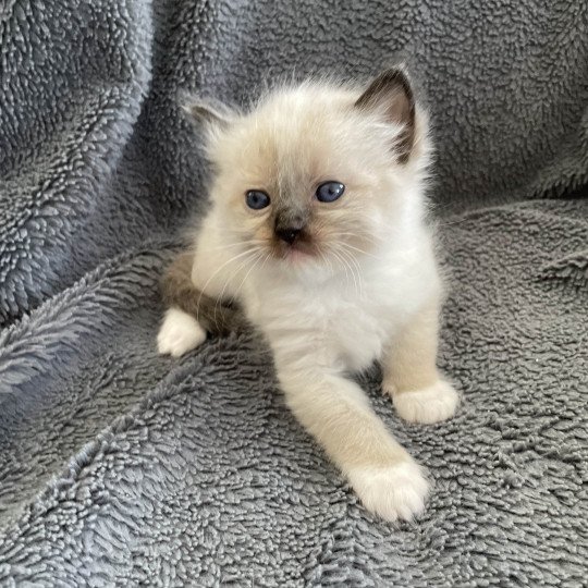 chaton Ragdoll seal point mitted vert Les Ragdolls de la Croisette seal point mitted