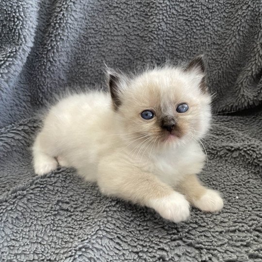 chaton Ragdoll seal point mitted vert Les Ragdolls de la Croisette seal point mitted
