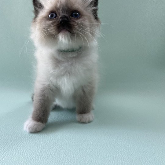 chaton Ragdoll seal point mitted vert Les Ragdolls de la Croisette seal point mitted