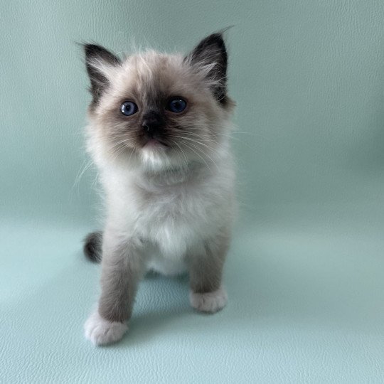 chaton Ragdoll seal point mitted vert Les Ragdolls de la Croisette seal point mitted
