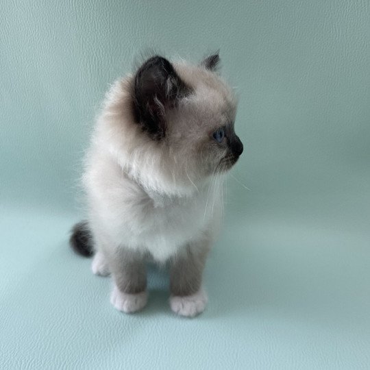chaton Ragdoll seal point mitted vert Les Ragdolls de la Croisette seal point mitted