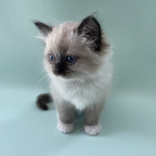 chaton Ragdoll seal point mitted vert Les Ragdolls de la Croisette seal point mitted