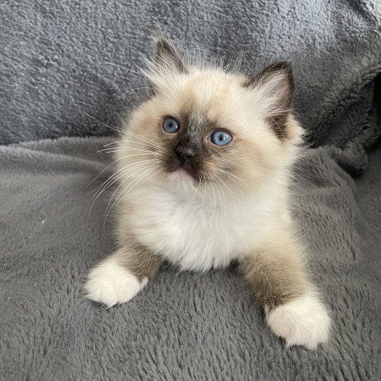 chaton Ragdoll seal point mitted vert Les Ragdolls de la Croisette seal point mitted