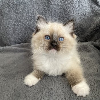 Utha vert De La Croisette Mâle Ragdoll