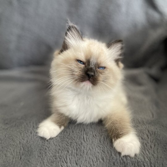 chaton Ragdoll seal point mitted vert Les Ragdolls de la Croisette seal point mitted