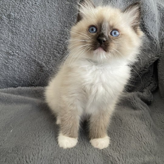 chaton Ragdoll seal point mitted vert Les Ragdolls de la Croisette seal point mitted
