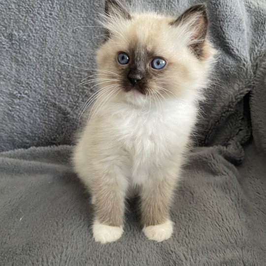 chaton Ragdoll seal point mitted vert Les Ragdolls de la Croisette seal point mitted