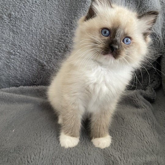 chaton Ragdoll seal point mitted vert Les Ragdolls de la Croisette seal point mitted