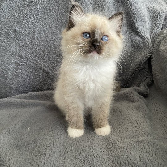 chaton Ragdoll seal point mitted vert Les Ragdolls de la Croisette seal point mitted