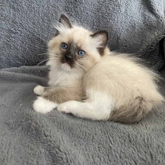 chaton Ragdoll seal point mitted vert Les Ragdolls de la Croisette seal point mitted