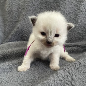 Violet De La Croisette Mâle Ragdoll