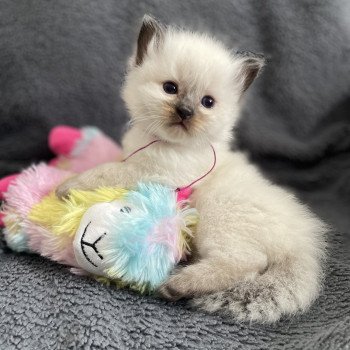 Violet De La Croisette Mâle Ragdoll