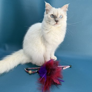 Zelia De La Croisette Femelle Ragdoll