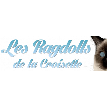 Les Ragdolls de la Croisette