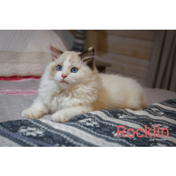 Ragdoll Breeder La Ragdoll Breeder La