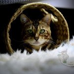 Patrice - Chatterie des Omaticayas