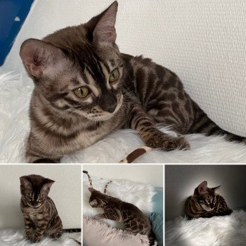 chaton Bengal seal silver spotted / rosettes sepia Tanaka Chatterie des Omaticayas seal silver spotted / rosettes sepia