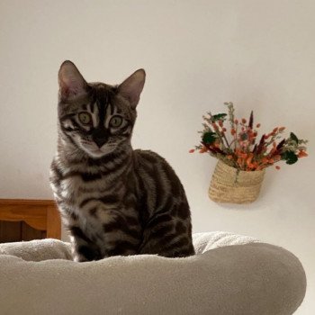 Tanaka DES OMATICAYAS Femelle Bengal