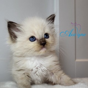 chaton Ragdoll chocolate mink mitted Tanays Chatterie d'Axellyne chocolate mink mitted