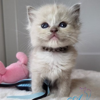 chaton Ragdoll lilac sepia mitted Tolkyen💙 Chatterie d'Axellyne lilac sepia mitted