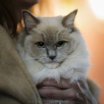 Tahity d'Axellyne Femelle Ragdoll
