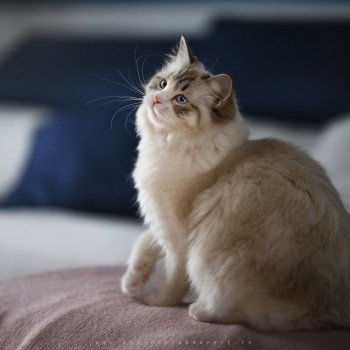 Ty-Mie d'Axellyne Femelle Ragdoll