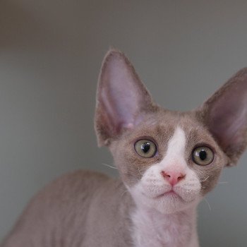 Uluberlu Mâle Devon Rex