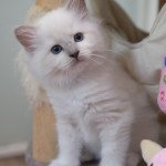 Ulya d'Axellyne Femelle Ragdoll Ulya d'Axellyne Femelle Ragdoll