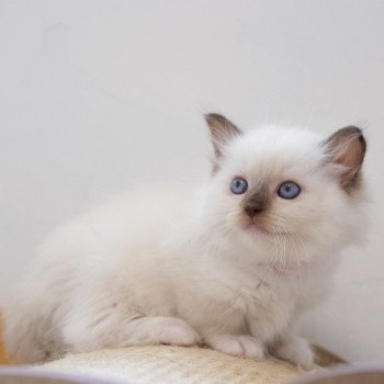 Ulyana d'Axellyne Femelle Ragdoll