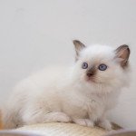 Ulyana d'Axellyne Femelle Ragdoll Ulyana d'Axellyne Femelle Ragdoll