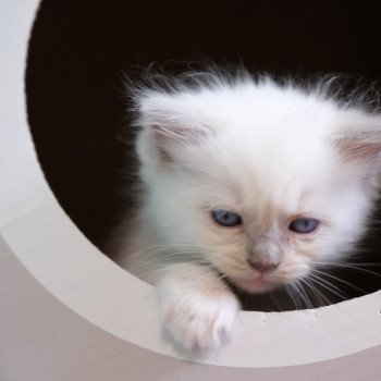 Unycorn d'Axellyne Femelle Ragdoll