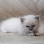 Umyla d'Axellyne Femelle Ragdoll Umyla d'Axellyne Femelle Ragdoll