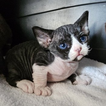 A'bah'oui d'Axellyne Mâle Devon Rex